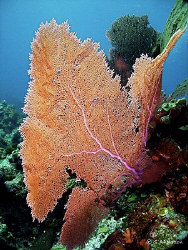 This photo was taken at Mikes Reef in Nassau. This shallo... by Steven Anderson 